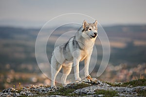 The magnificent gray Siberian husky stands on a rock in the Crimean mountains against the backdrop of the forest and mountains. A photo