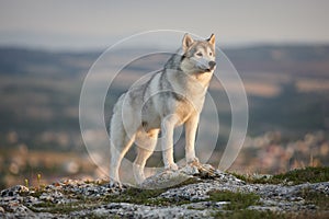 The magnificent gray Siberian husky stands on a rock in the Crimean mountains against the backdrop of the forest and mountains. A