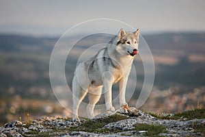 The magnificent gray Siberian husky stands on a rock in the Crimean mountains against the backdrop of the forest and mountains. A