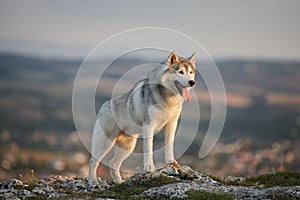 The magnificent gray Siberian husky stands on a rock in the Crimean mountains against the backdrop of the forest and mountains. A