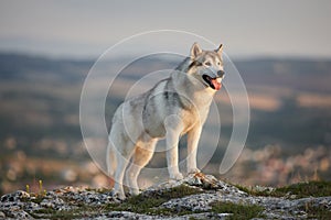 The magnificent gray Siberian husky stands on a rock in the Crimean mountains against the backdrop of the forest and mountains. A