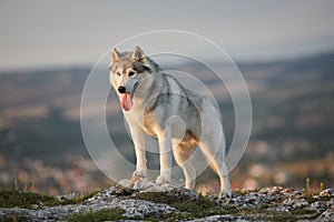 The magnificent gray Siberian husky stands on a rock in the Crimean mountains against the backdrop of the forest and mountains. A