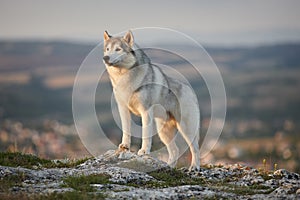 The magnificent gray Siberian husky stands on a rock in the Crimean mountains against the backdrop of the forest and mountains. A