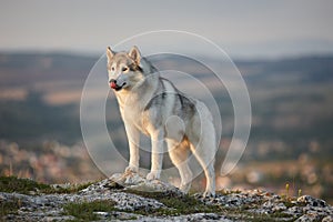 The magnificent gray Siberian husky stands on a rock in the Crimean mountains against the backdrop of the forest and mountains. A