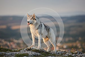 The magnificent gray Siberian husky stands on a rock in the Crimean mountains against the backdrop of forests and mountains and m