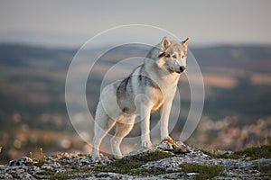 The magnificent gray Siberian husky stands on a rock in the Crimean mountains against the backdrop of forests and mountains and ma