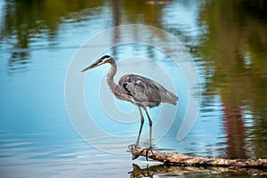 Magnificent Great Blue Heron Standing on a Log in a pond with Autumn Colors