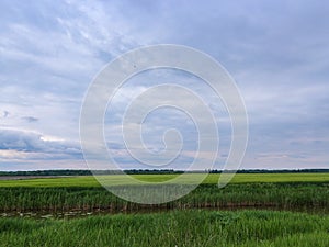 Magnificent, green  endless crop fields and forests of Slavonija region in Croatia