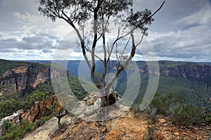 Magnificent gum tree at Burramoki Headland overlooking Grose V