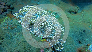 Magnificent Heteractis magnifica, underwater marine life. Photo of the sea anemone in Bali, Indonesia. Sea plant has lots of