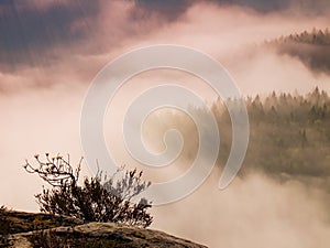 Magnificent hilly landscape in gentle pink pink sunrise. Beautiful valley of rocky mountains park. Hills increased from morning