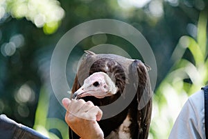 The magnificent hooded vulture