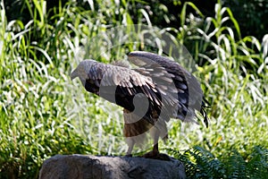 The magnificent hooded vulture