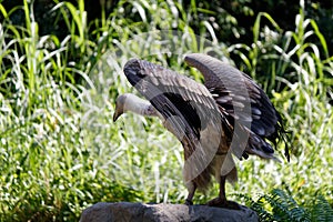 The magnificent hooded vulture