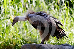 The magnificent hooded vulture