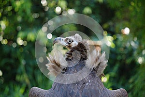 The magnificent hooded vulture photo