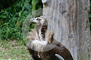 The magnificent hooded vulture photo