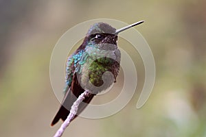 Magnificent Hummingbird