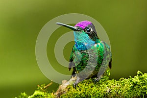 Magnificent Hummingbird