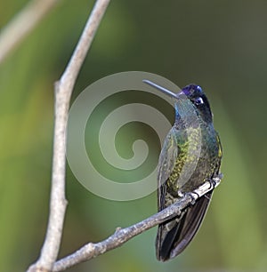 Magnificent hummingbird