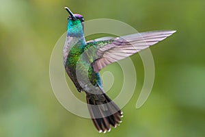 Magnificent Hummingbird in Costa Rica