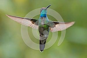 Magnificent Hummingbird in Costa Rica photo