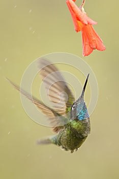 Magnificent Hummingbird - Eugenes fulgens