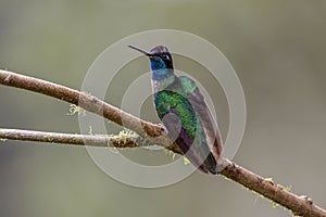 Magnificent hummingbird, Eugenes fulgens