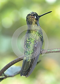 Magnificent hummingbird(eugenes fulgens)