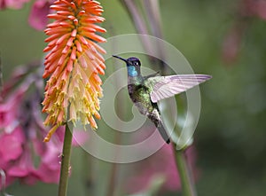 Magnificent Hummingbird Eugenes fulgens