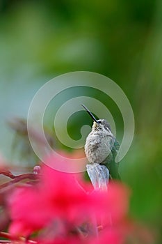 Magnificent Hummingbird, Eugenes fulgens, bird in the red flower, animal in the nature habitat, Savegre, Costa Rica photo