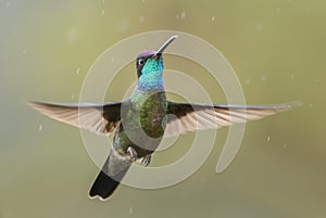 Magnificent Hummingbird - Eugenes fulgens photo