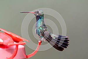 Magnificent Hummingbird Eugenes fulgens photo