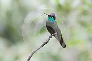 Magnificent Hummingbird (Eugenes fulgens) photo