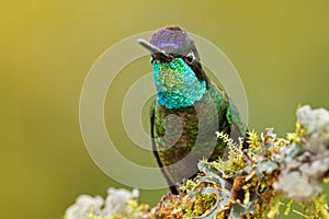 Magnificent Hummingbird, Eugenes fulgens, nice bird on moss branch. Wildlife scene from nature. Jungle trees with small animal. Hu