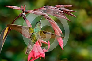 Magnificent Hummingbird, Eugenes fulgens, nice hummingbird, flying next to beautiful red flower with ping flowers in the backgroun