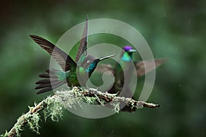 A magnificent hummingbird, Eugenes fulgens, photographed in Costa Rica. Wildlife scene form rain forest.