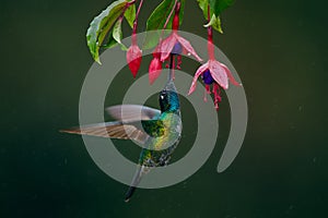 A magnificent hummingbird, Eugenes fulgens, photographed in Costa Rica. Wildlife scene form rain forest.