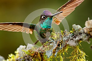 Magnificent Hummingbird, Eugenes fulgens, Tapanti MP, Costa Rica. Wildlife scene from tropic nature, bird feeding behaviour in the