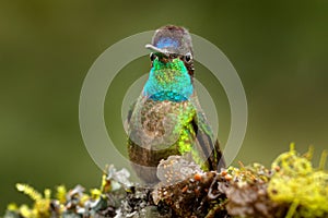 Magnificent Hummingbird, Eugenes fulgens, Tapanti MP, Costa Rica. Wildlife scene from tropic nature, bird feeding behaviour in the