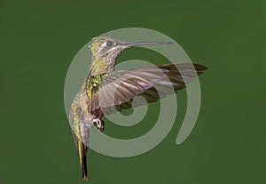 Magnificent Hummingbird Female