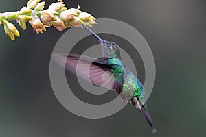 Magnificent Hummingbird flying