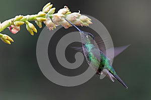 Magnificent Hummingbird flying