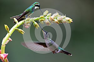 Magnificent Hummingbird flying