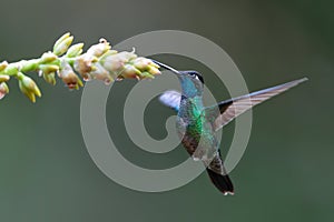 Magnificent Hummingbird flying