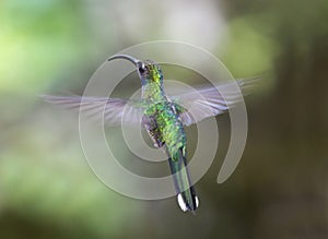 Magnificent hummingbird flying, savegre, costa rica