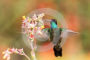 Magnificent Hummingbird hovering next to red flower, bird in flight, mountain tropical forest, Costa Rica