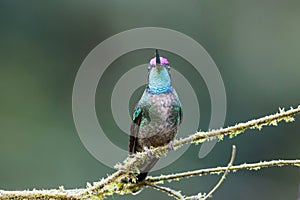 Magnificent Hummingbird  sitting on a branch