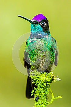 Magnificent Hummingbird photo