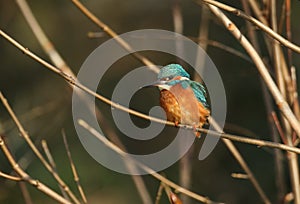 A magnificent hunting female Kingfisher, Alcedo atthis, perching on a twig that is growing over a river. It has been diving into t